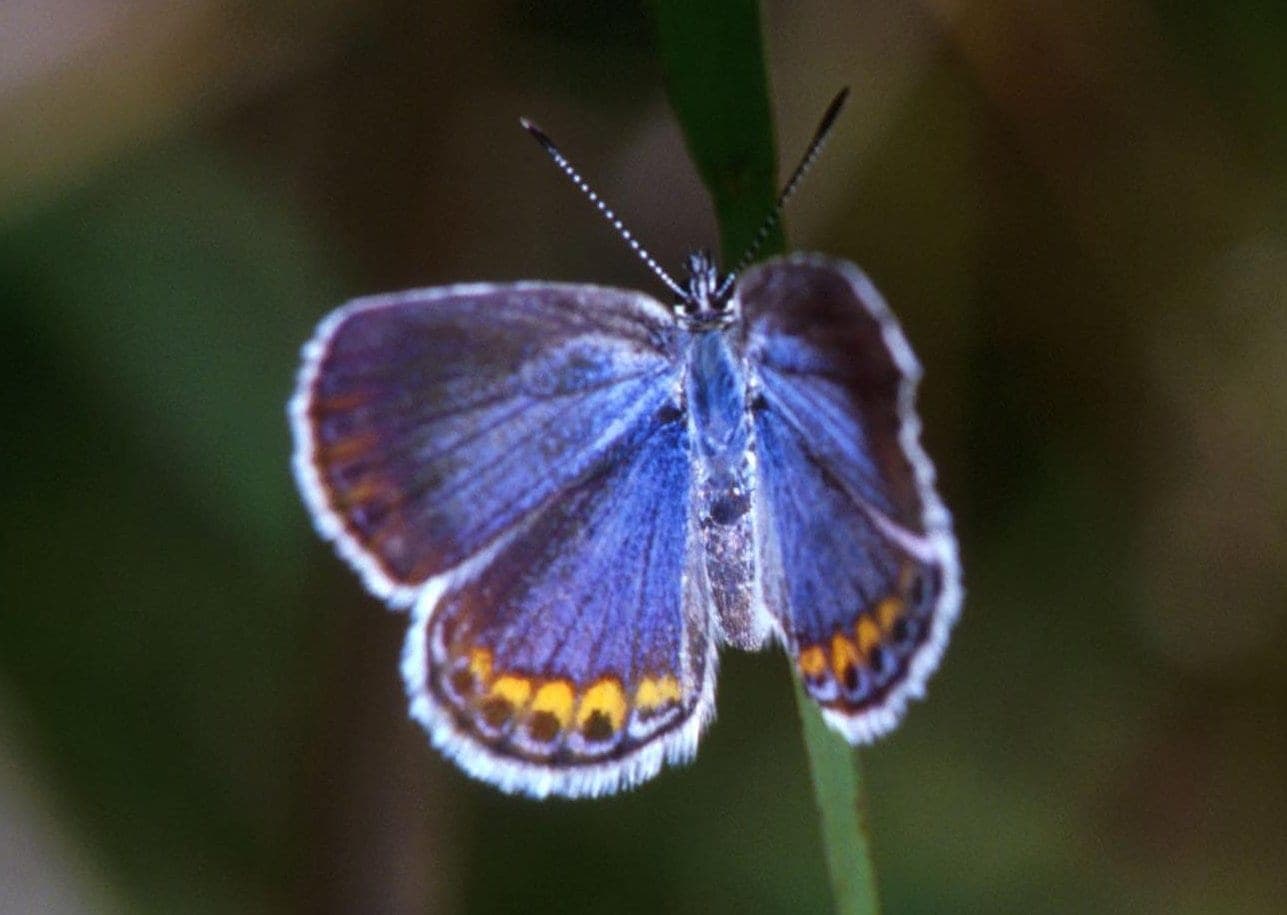 Karner Blue