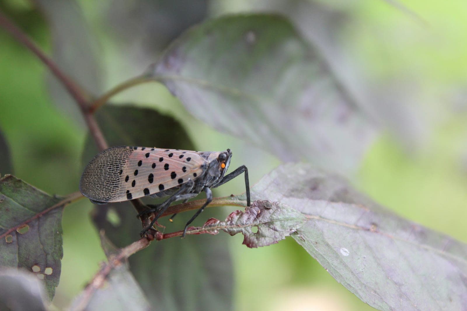 Milkweed and the spotted lanternfly — an emerging pest, an ancient plant