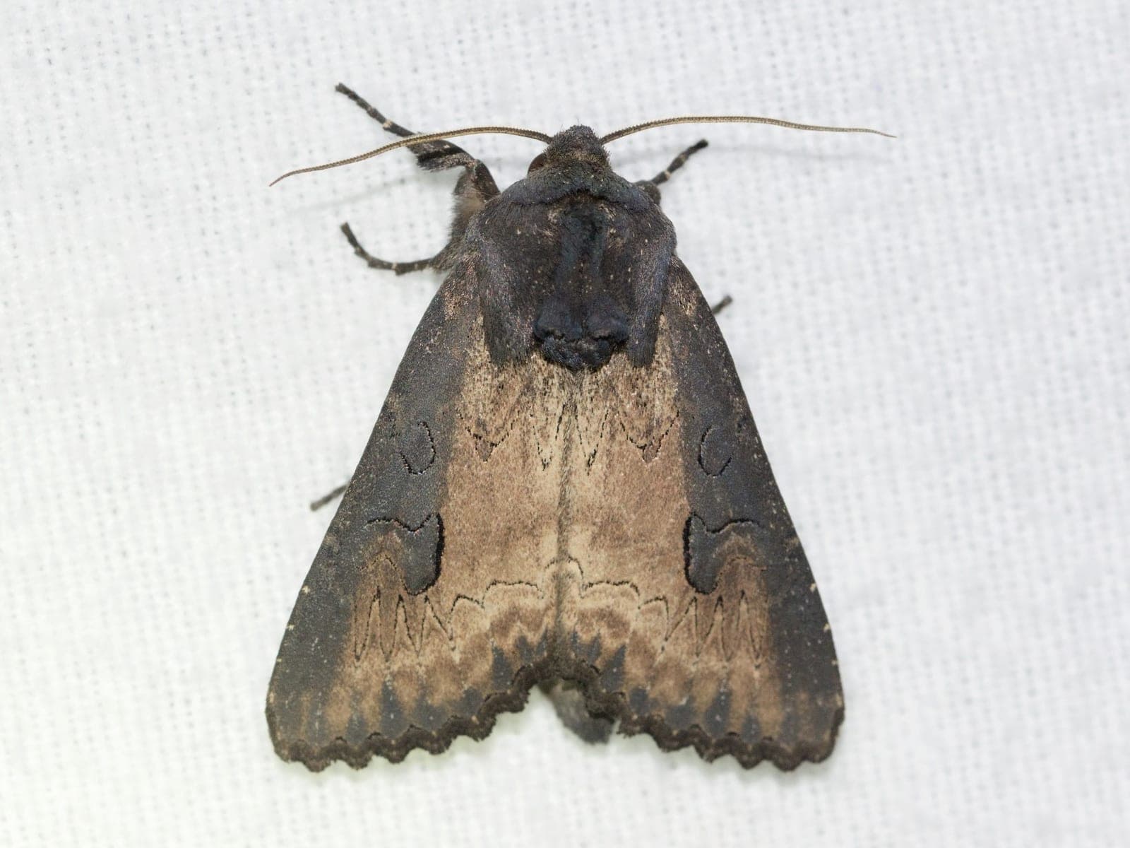 Iris Borer