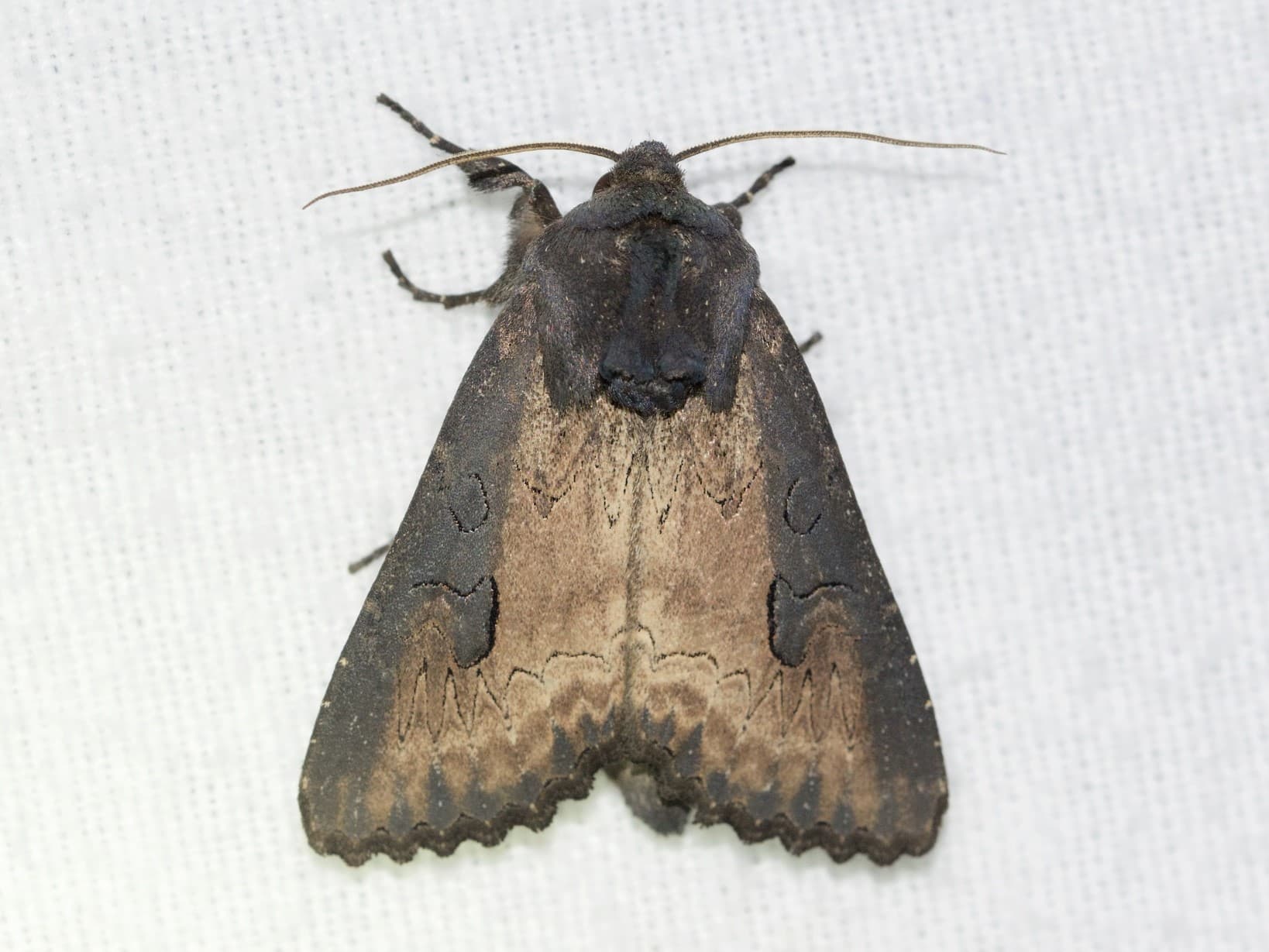 Iris Borer