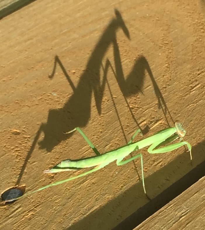 Praying Mantis
