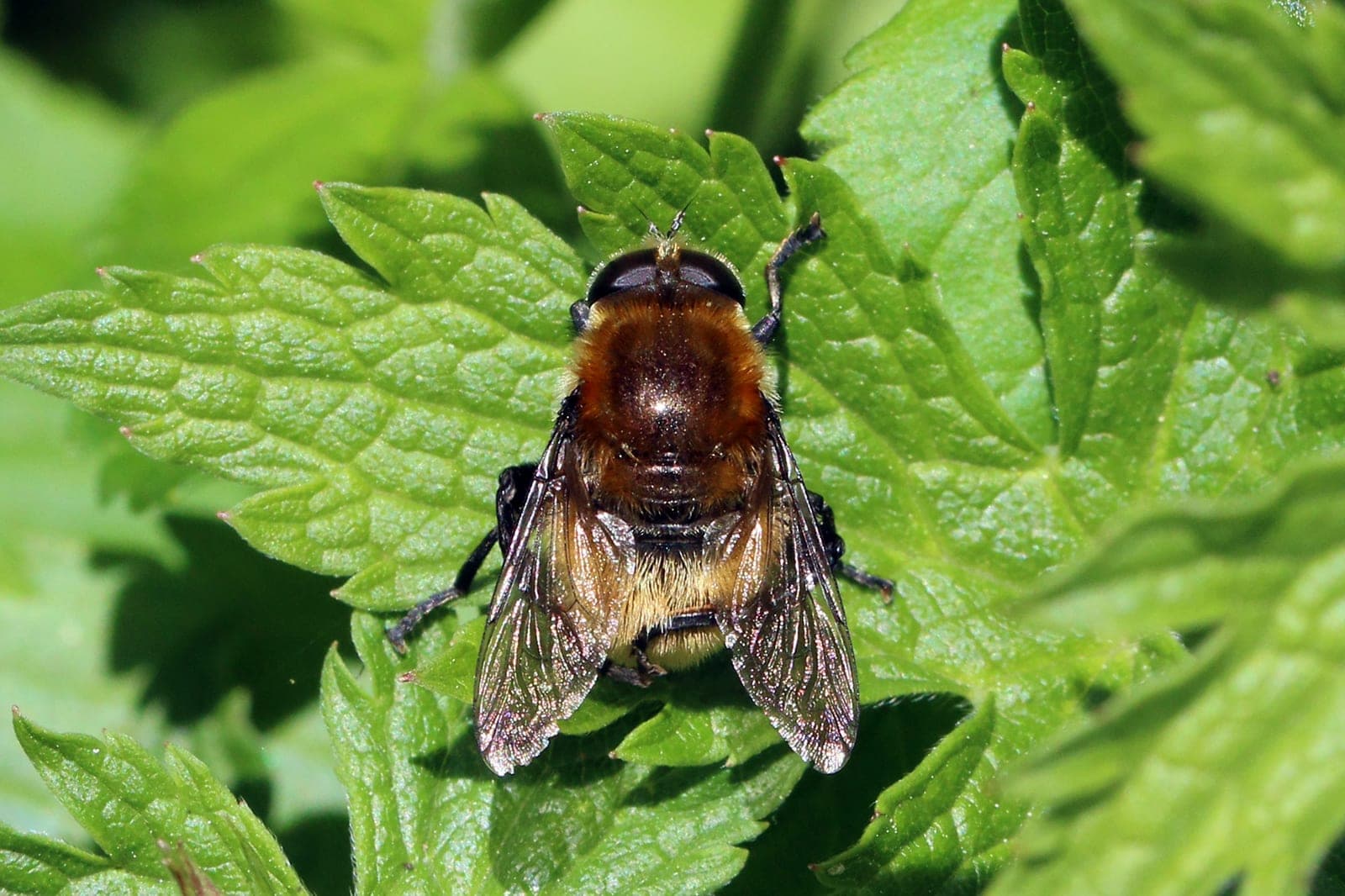 Narcissus Bulb Fly