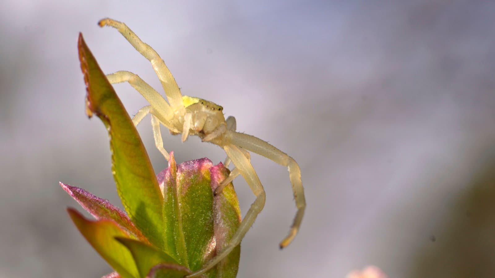 Goldenrod Crab Spider
