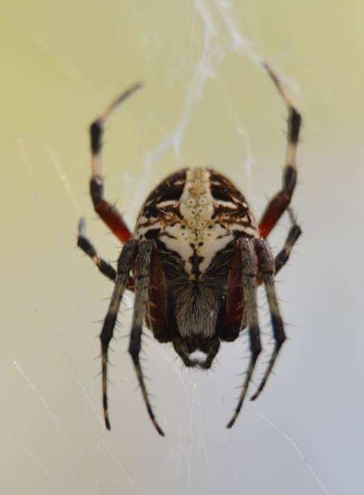 Spotted Orb-Weaver