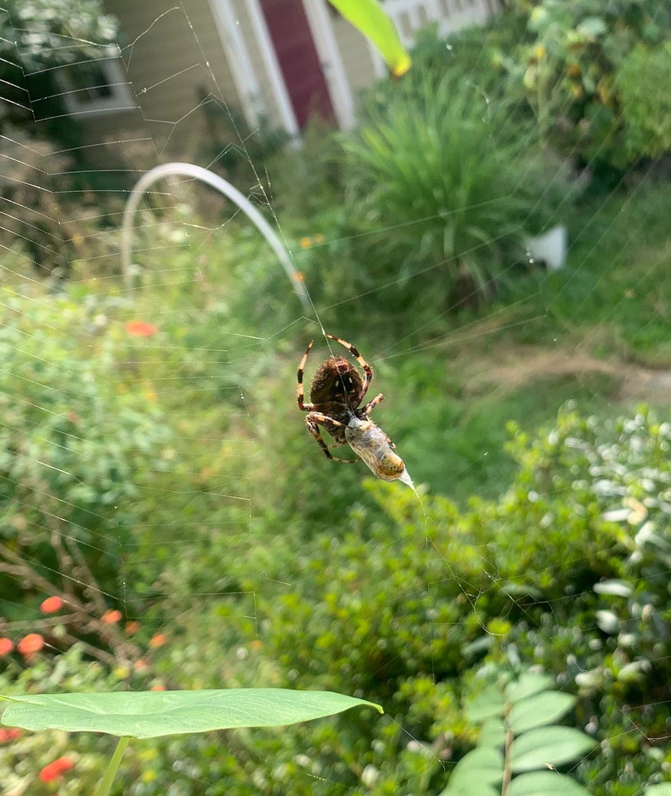 Spotted Orb-Weaver