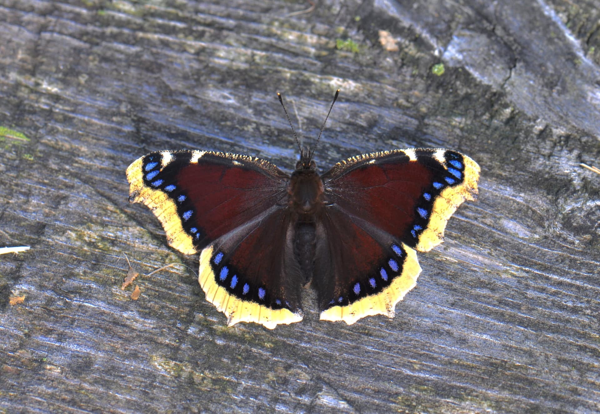 Mourning Cloak