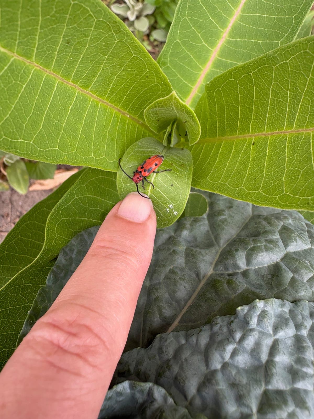 Large Milkweed Bug