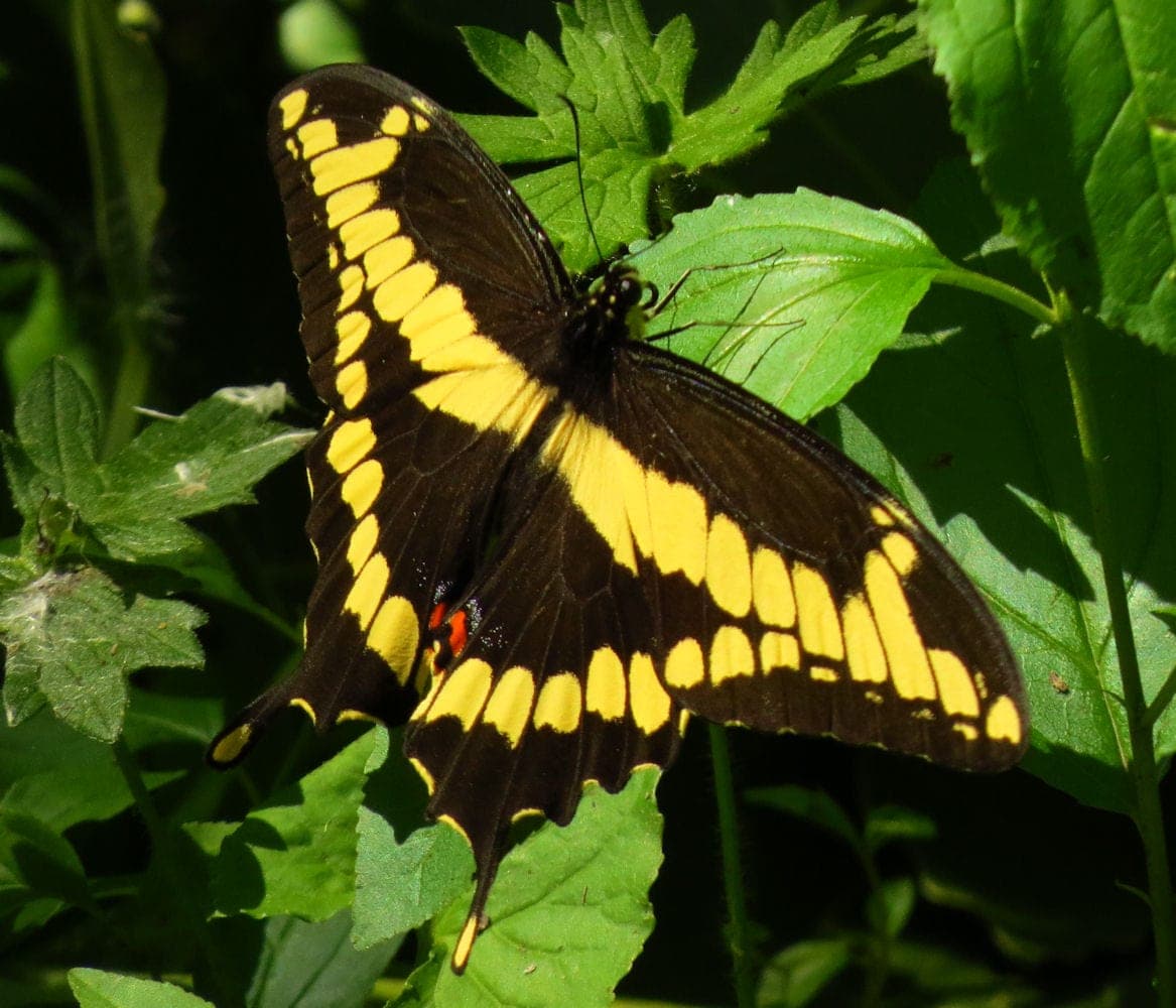 Giant Swallowtail