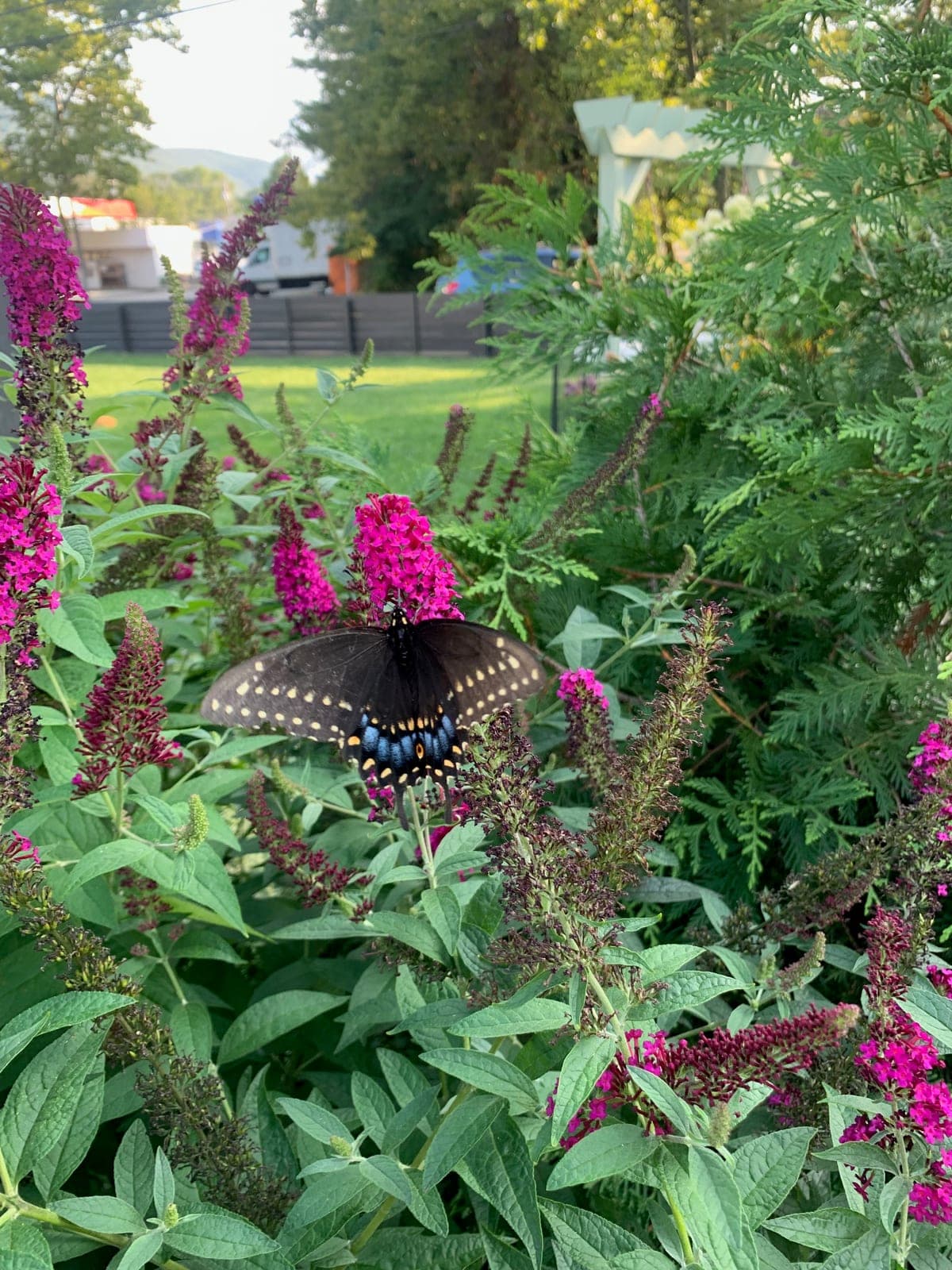 Black Swallowtail