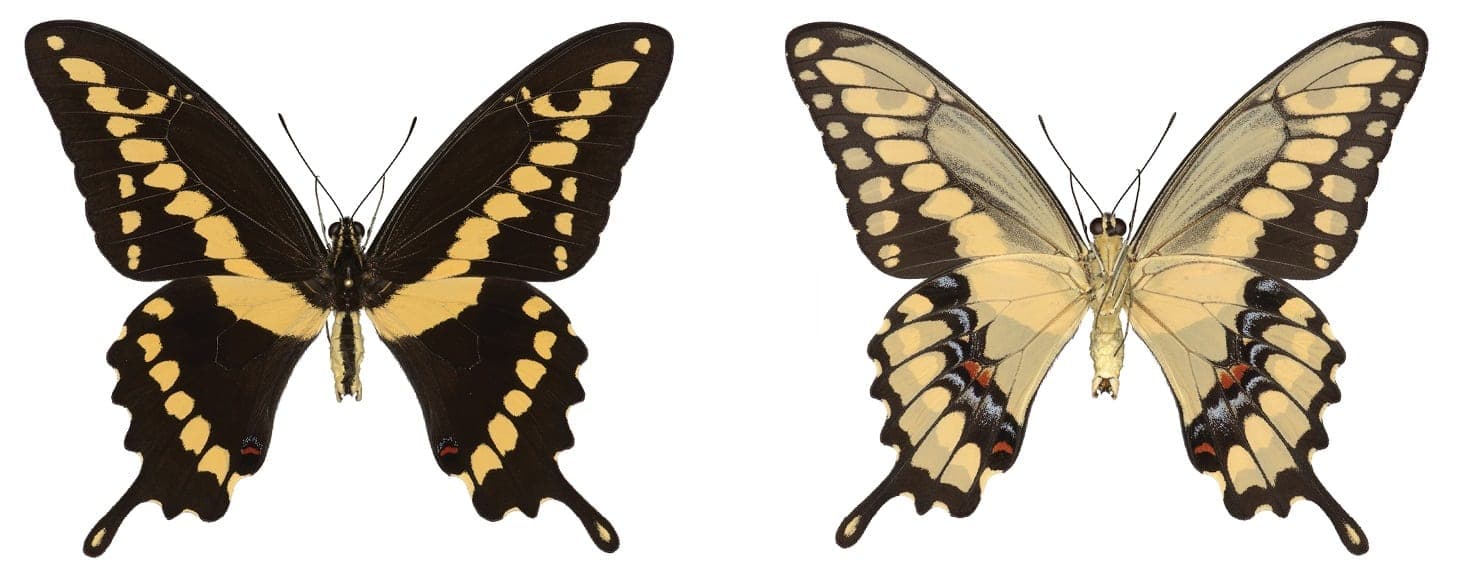 Western Giant Swallowtail