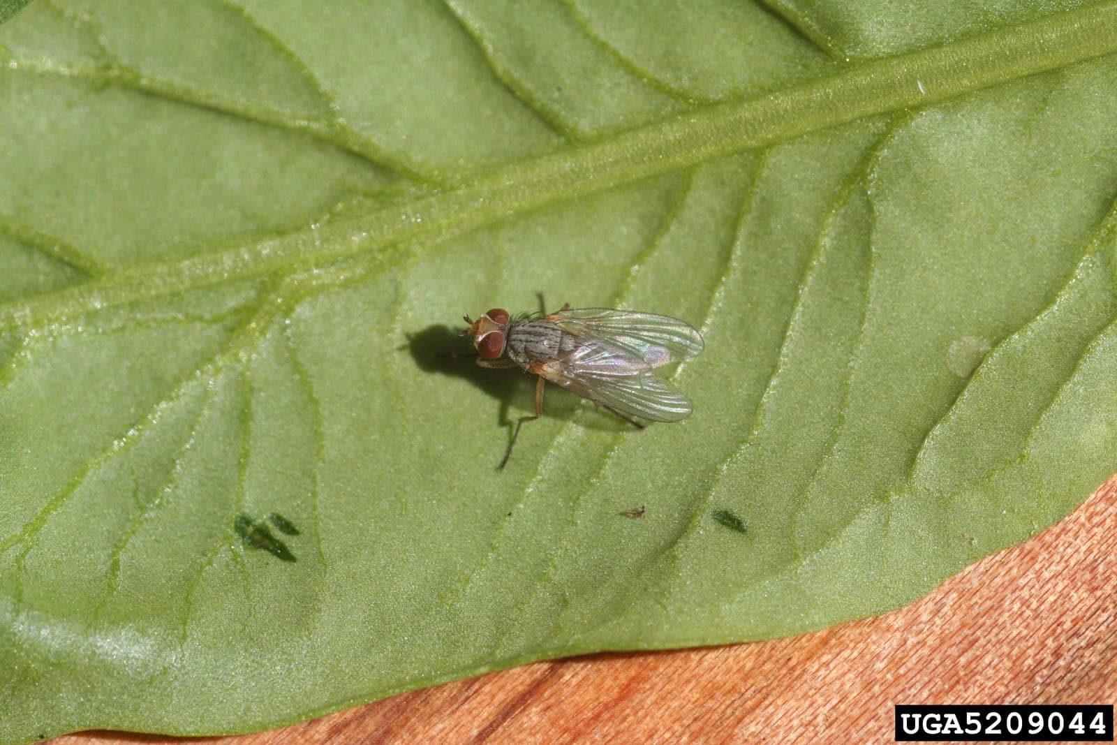 Spinach Leaf Miner