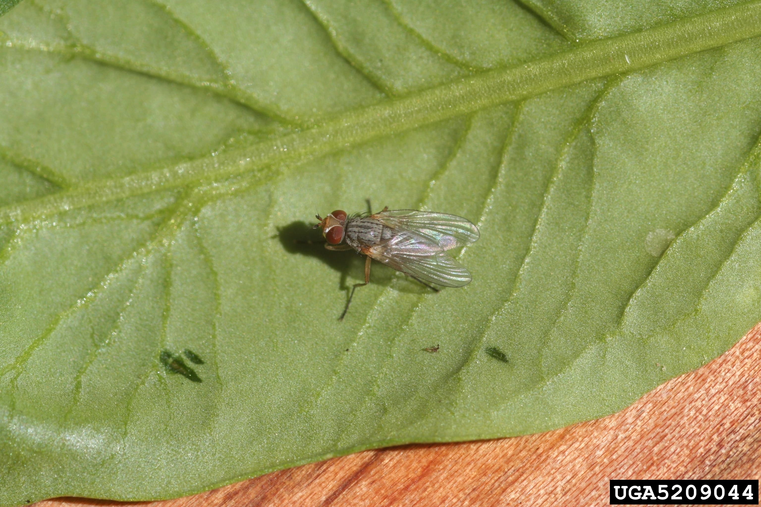 Spinach Leaf Miner