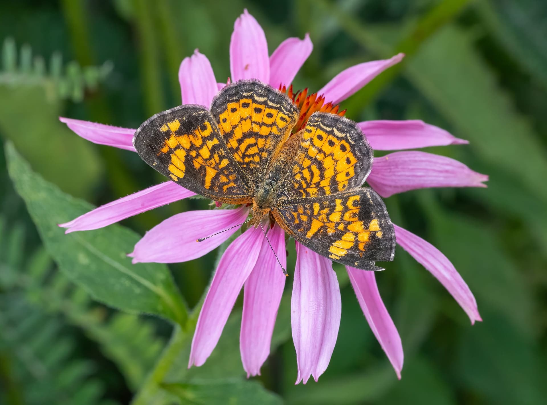 Pearl Crescent