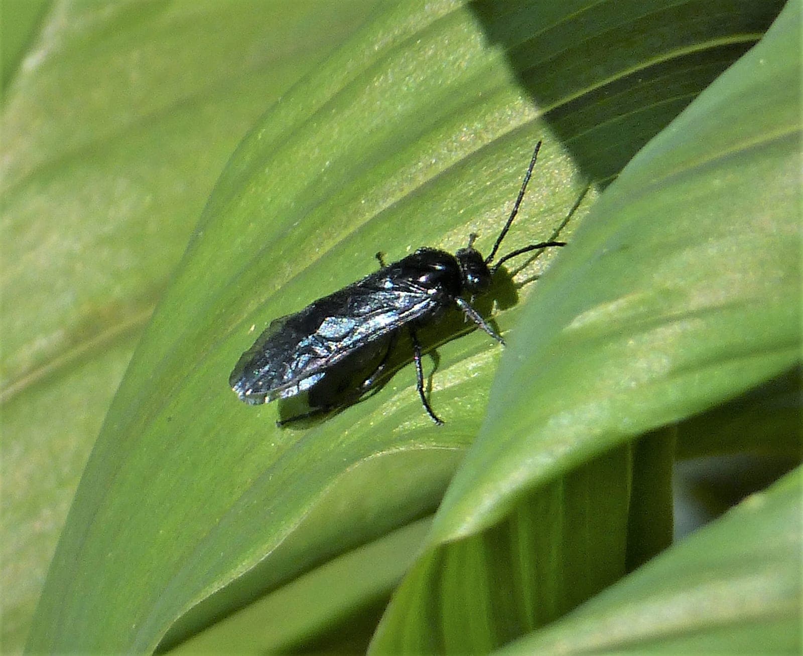 Solomon's Seal Sawfly