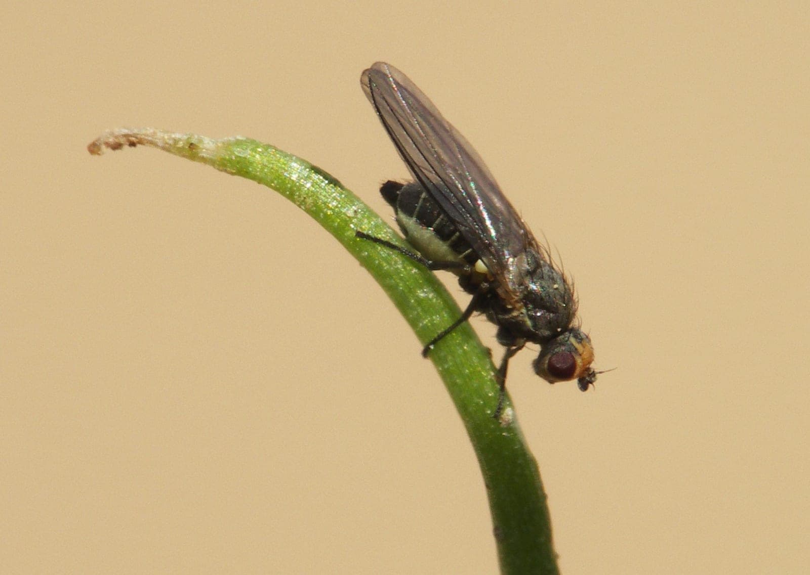 Allium Leaf Miner