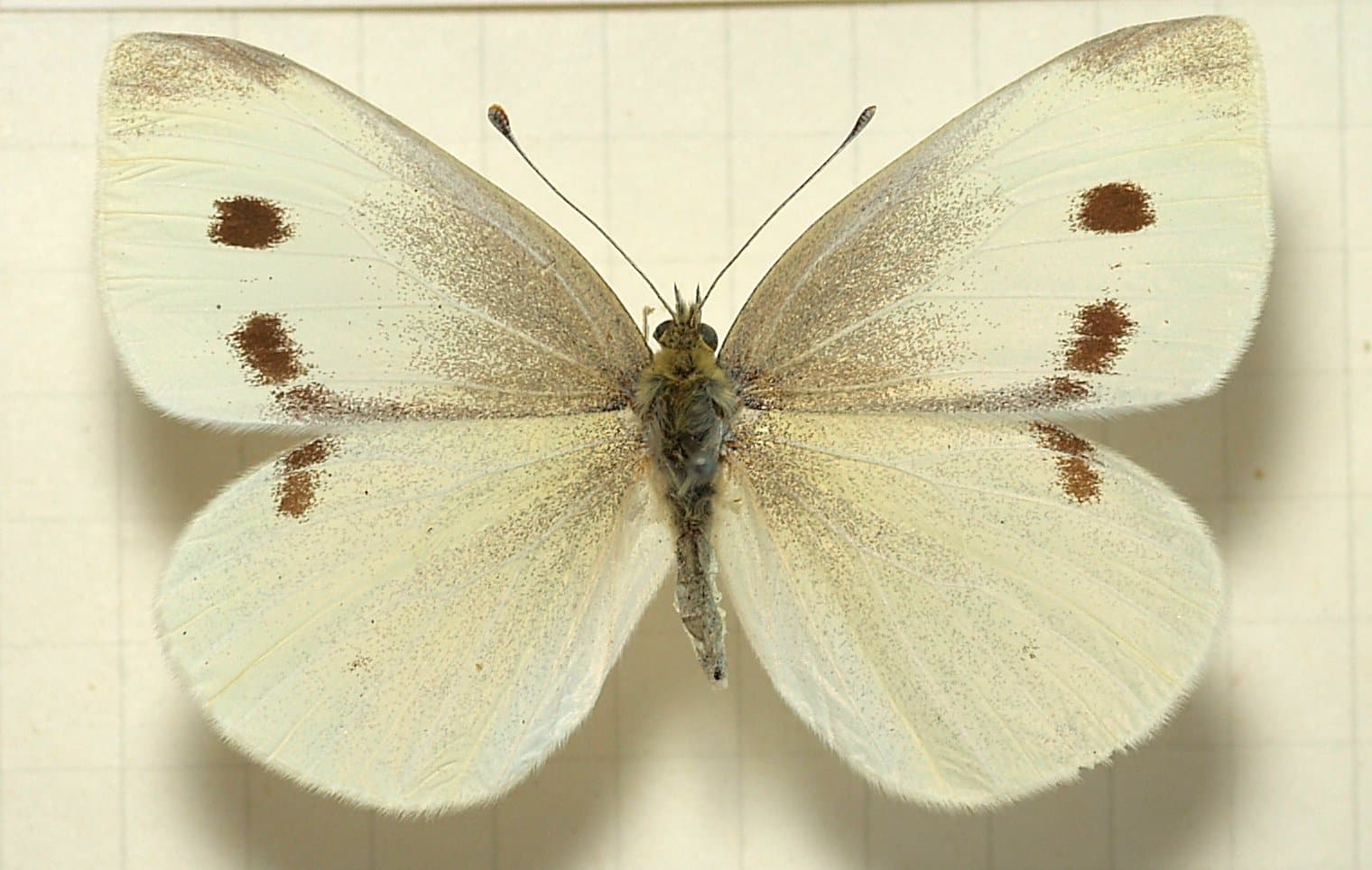 Cabbage Worm