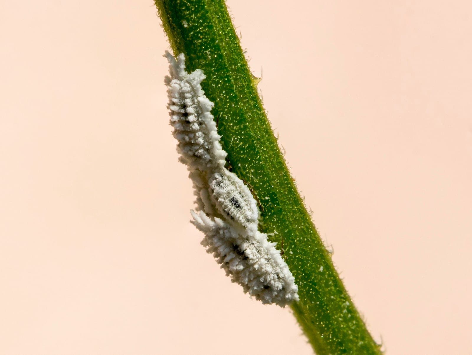 Mealybug and Scale Infestation