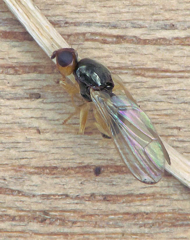 Carrot Rust Fly
