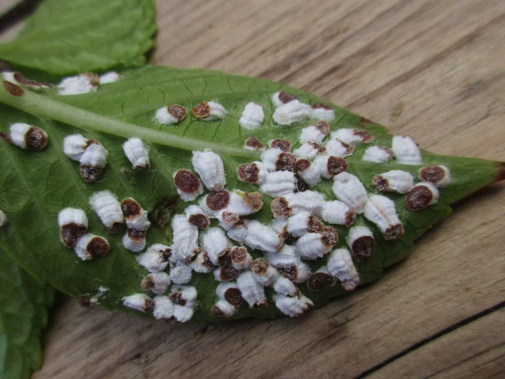 Hydrangea Scale