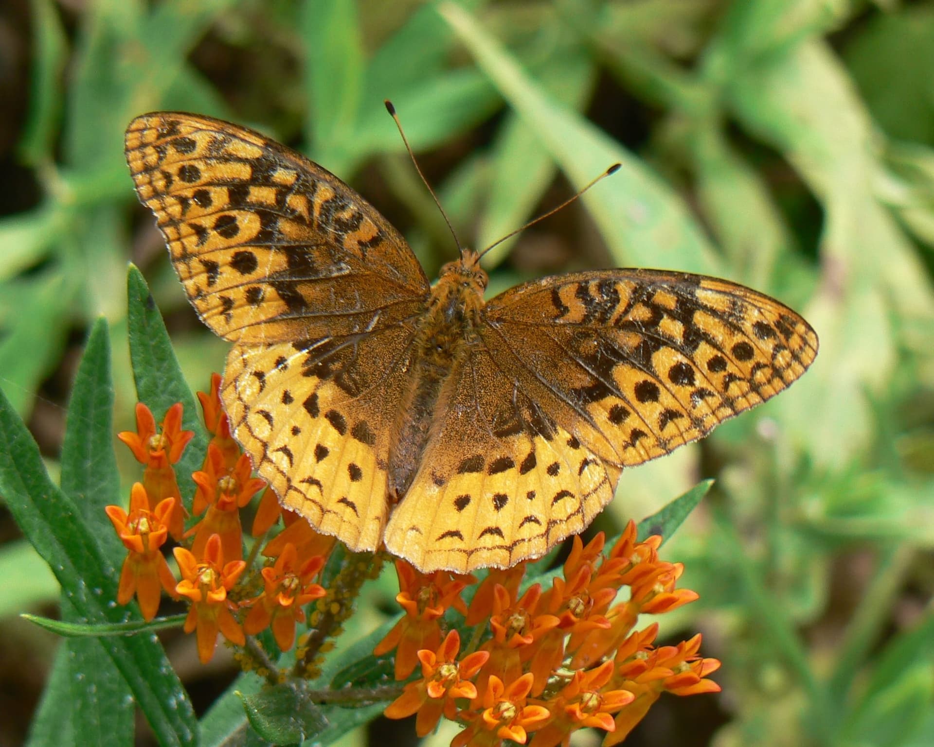 Great Spangled Fritillary