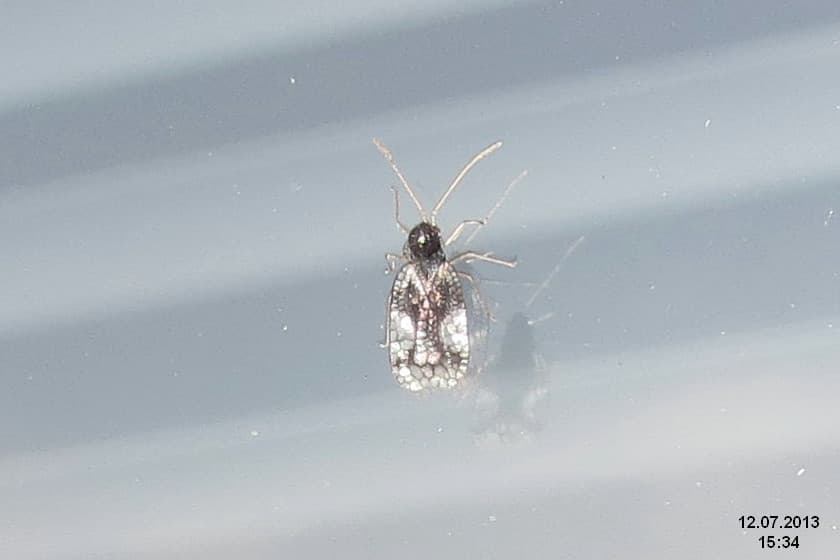 Azalea Lace Bug