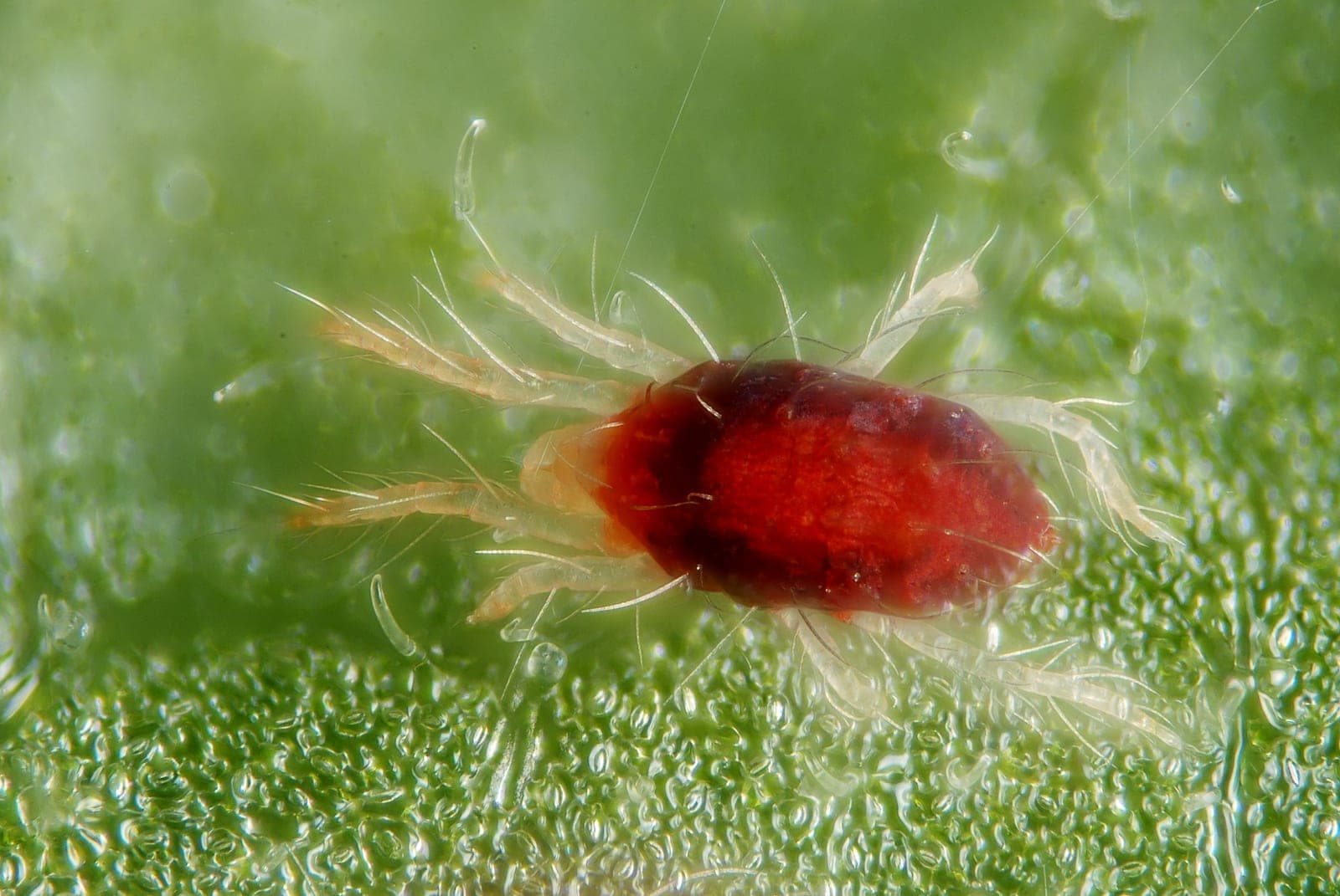 Spider Mites