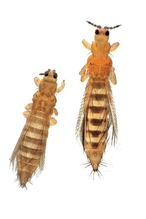 Onion Thrips