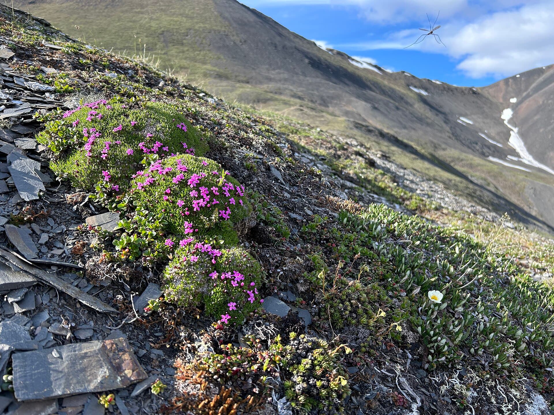 Pink-flowered moss campion cushions on a rocky slope with mountains and snow patches behind