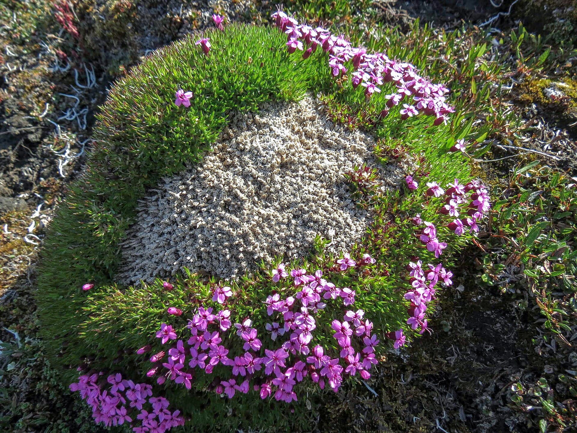 Rounded moss campion mound seen from above, pink flowers ringing a grey dead patch at its centre