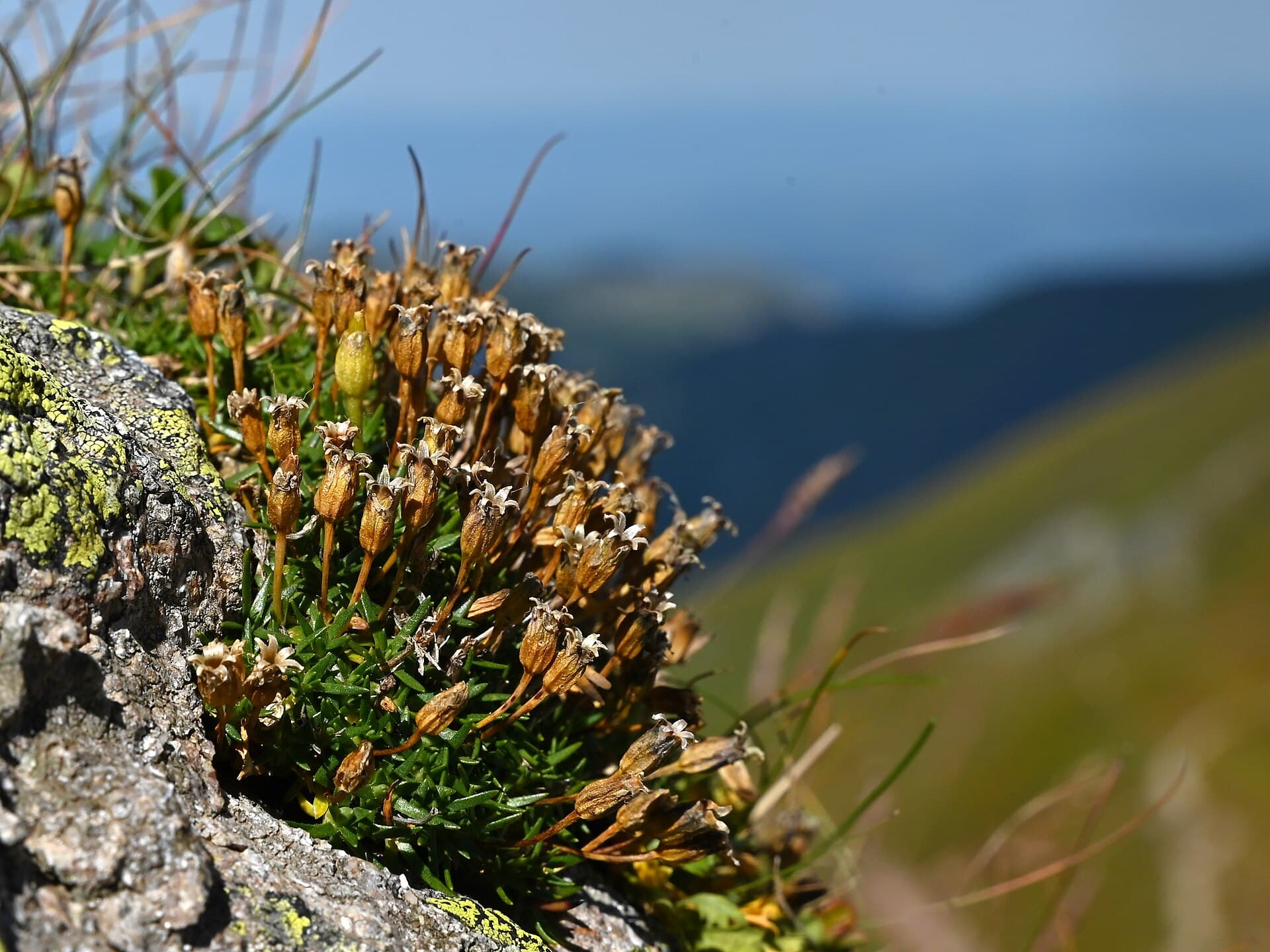 Moss campion cushion wedged against lichened rock, covered in dried brown seed capsules