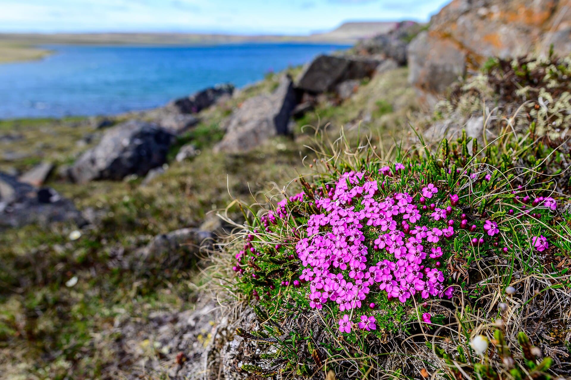 Dense pink moss campion cushion on tundra with a blue Arctic lake blurred in the background