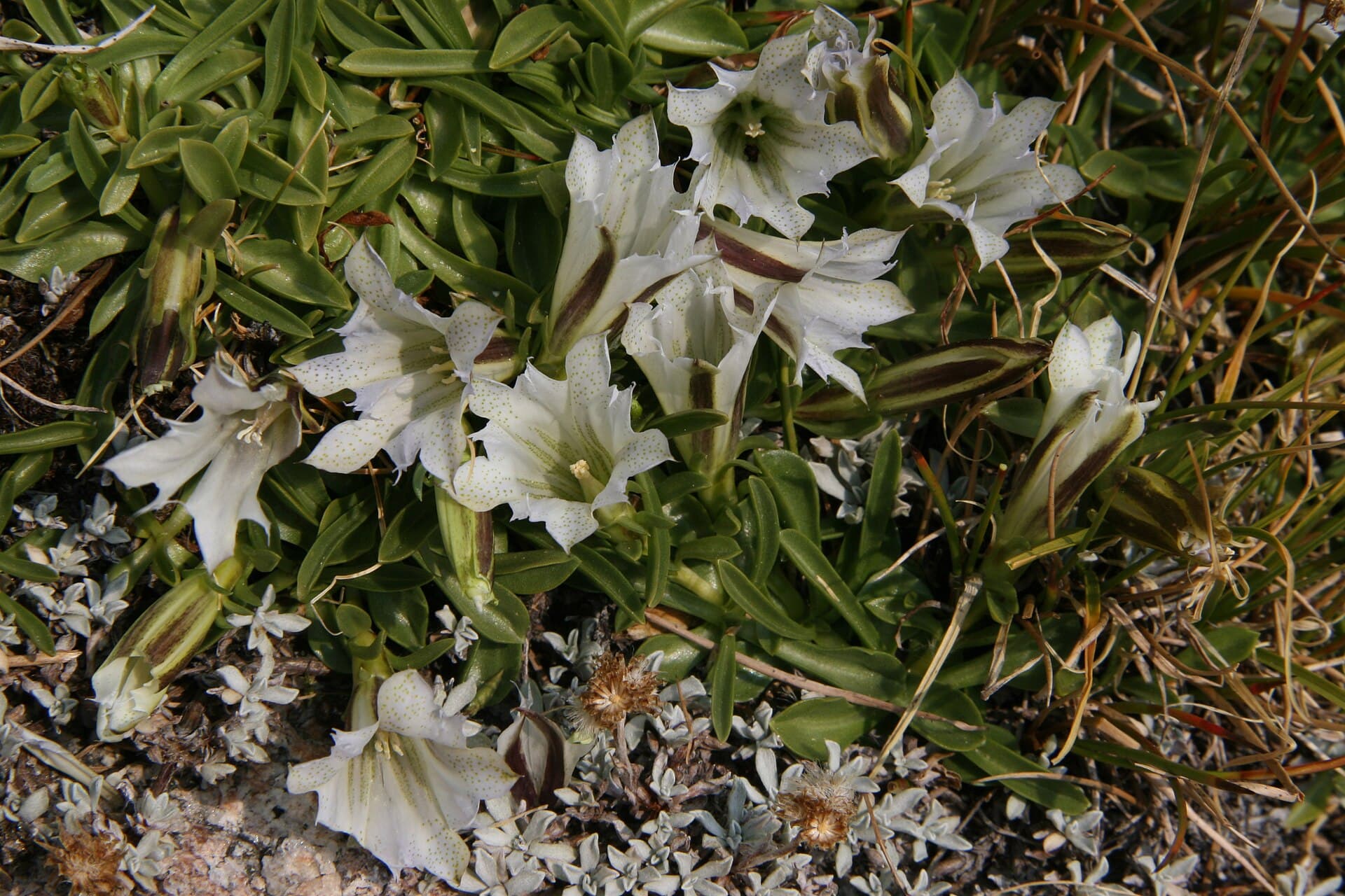 Cluster of white alpine gentian trumpets with dark banded buds among green leaves on rocky ground