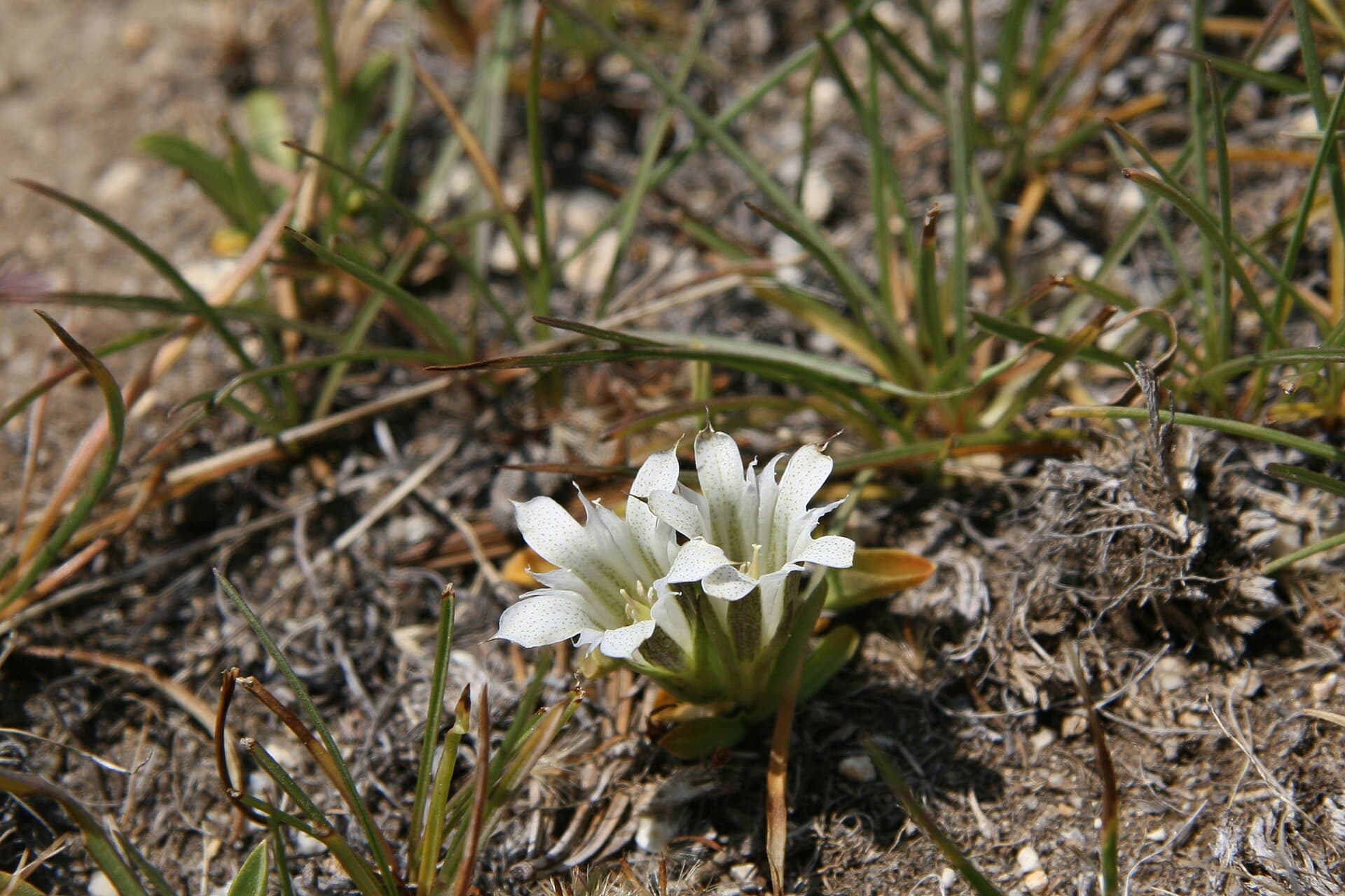 Two low white gentian flowers opening at ground level among dry grass and gravel