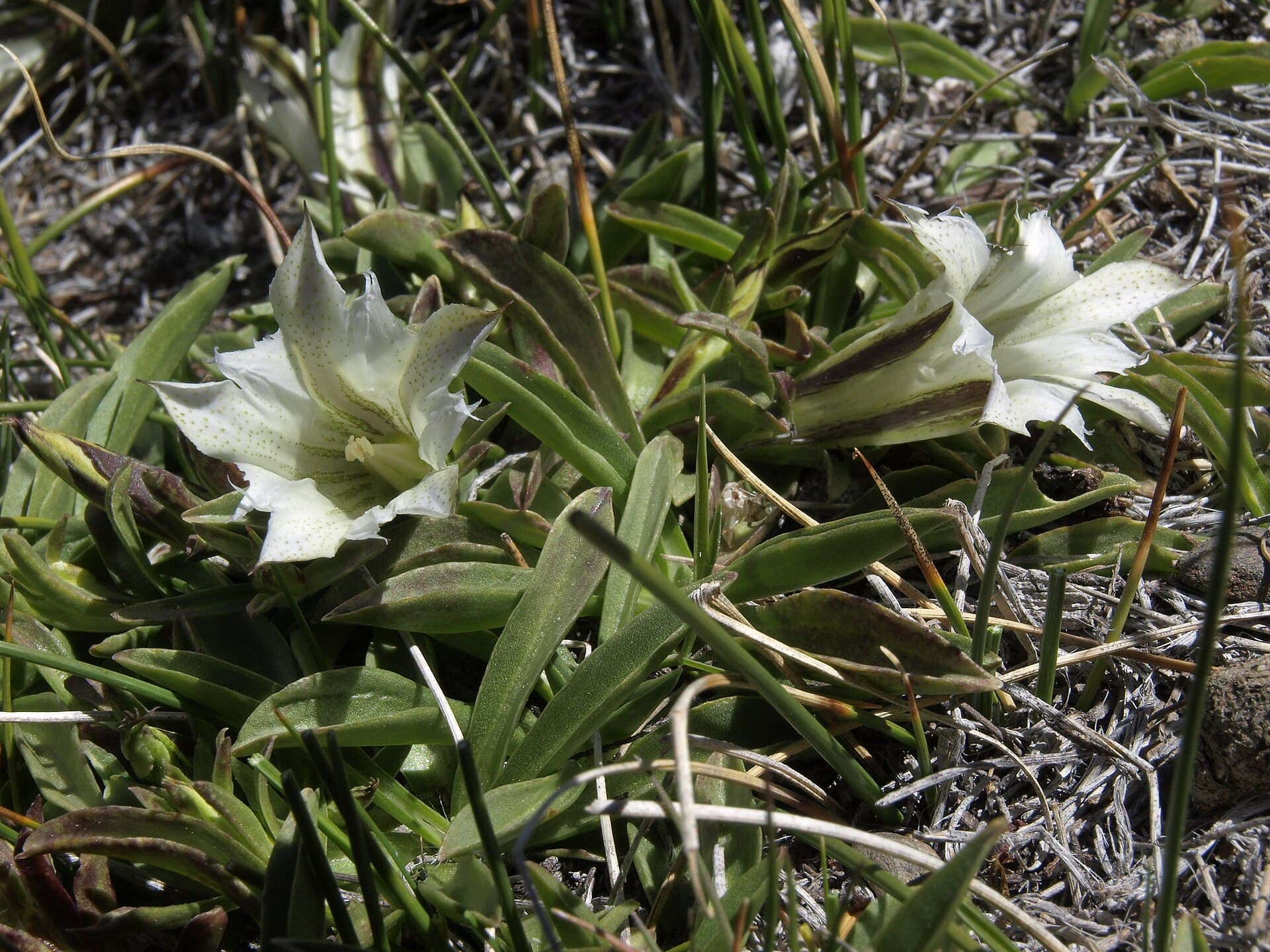 Two white gentian flowers with dark outer stripes nestled in a rosette of narrow leaves