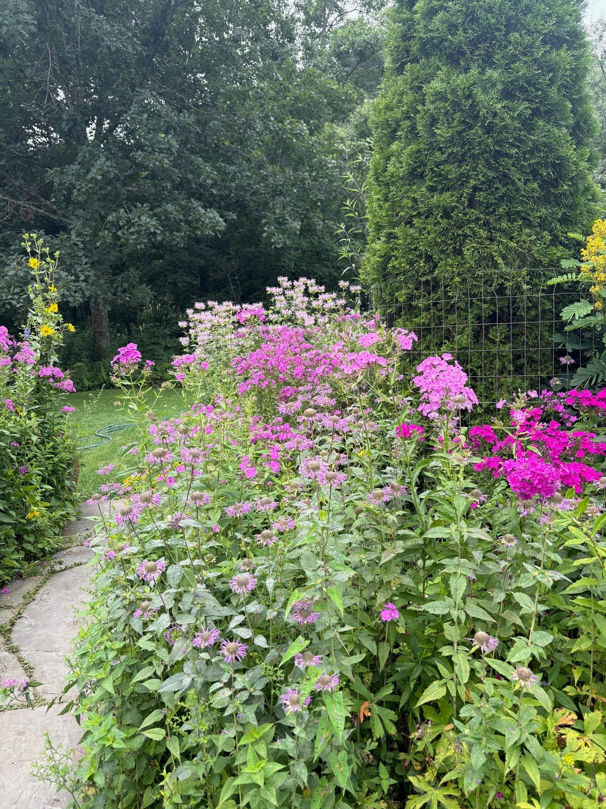 A cottage garden border of magenta phlox and bee balm along a stone path