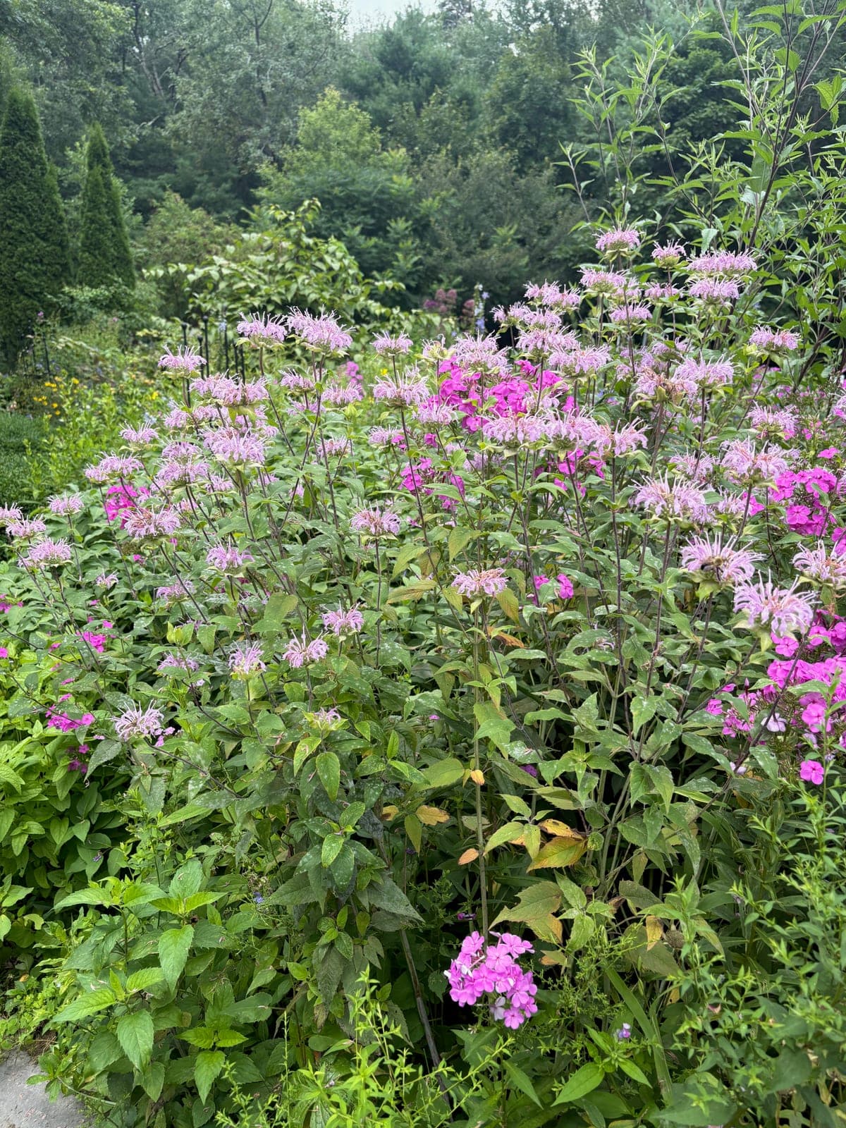 A full perennial bed of pink bee balm and phlox with no bare soil showing