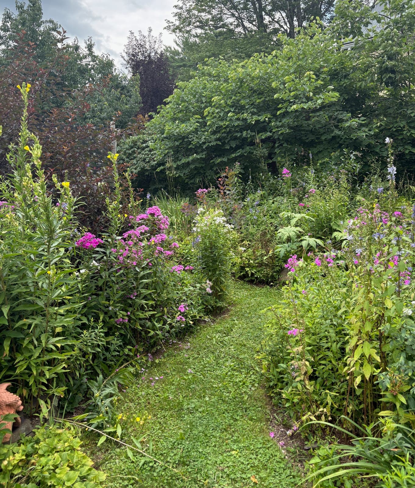 A mown grass path between two full flower borders of phlox, evening primrose, and salvia