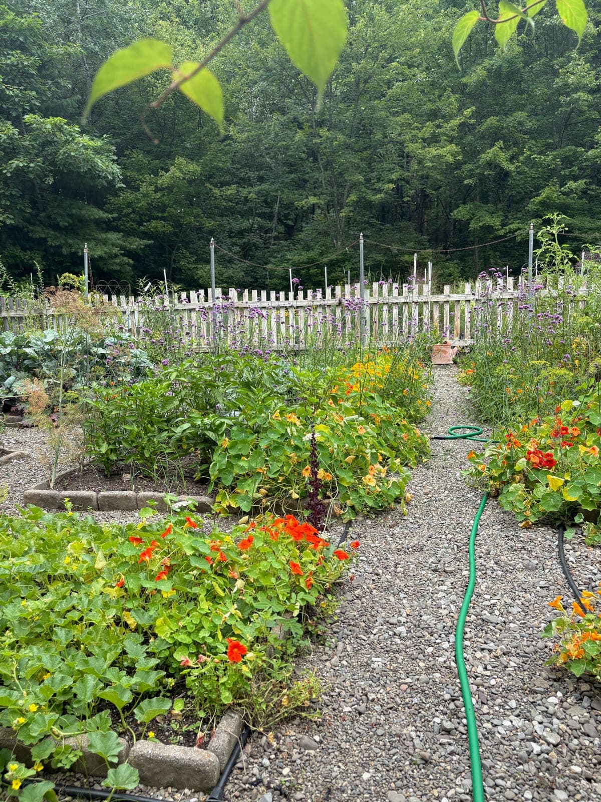 A companion vegetable bed with nasturtiums, squash, and verbena along a gravel path