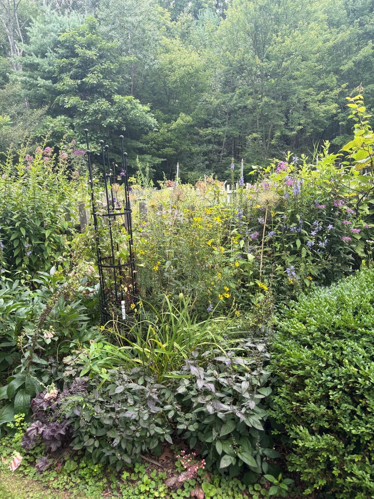 A native pollinator border of black-eyed Susan, coneflower, and catmint