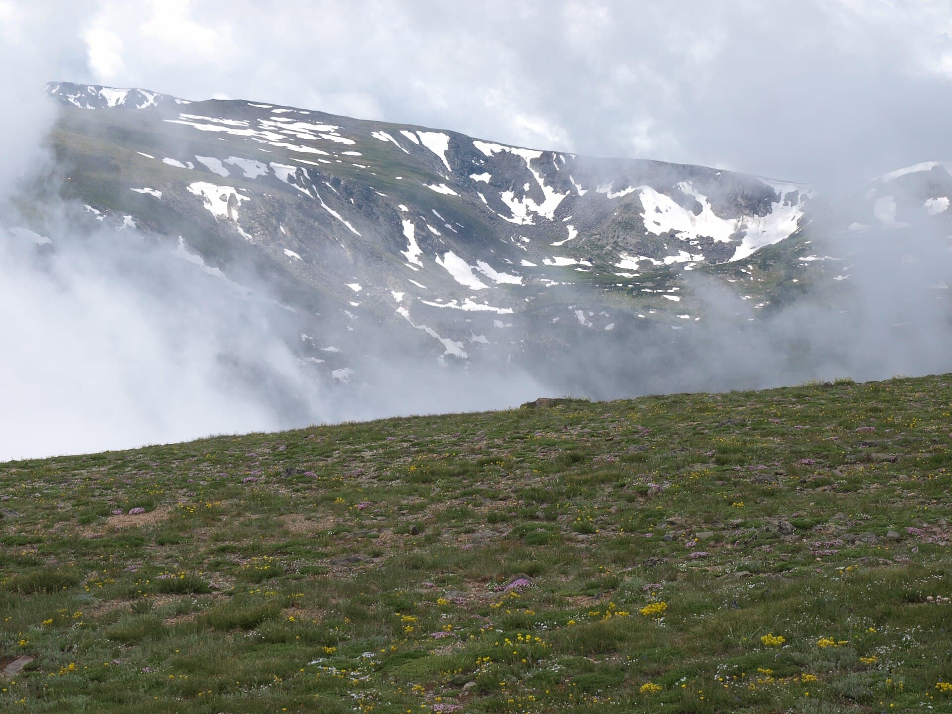 Flower-flecked alpine tundra meadow with mist rising off a snow-patched mountain behind