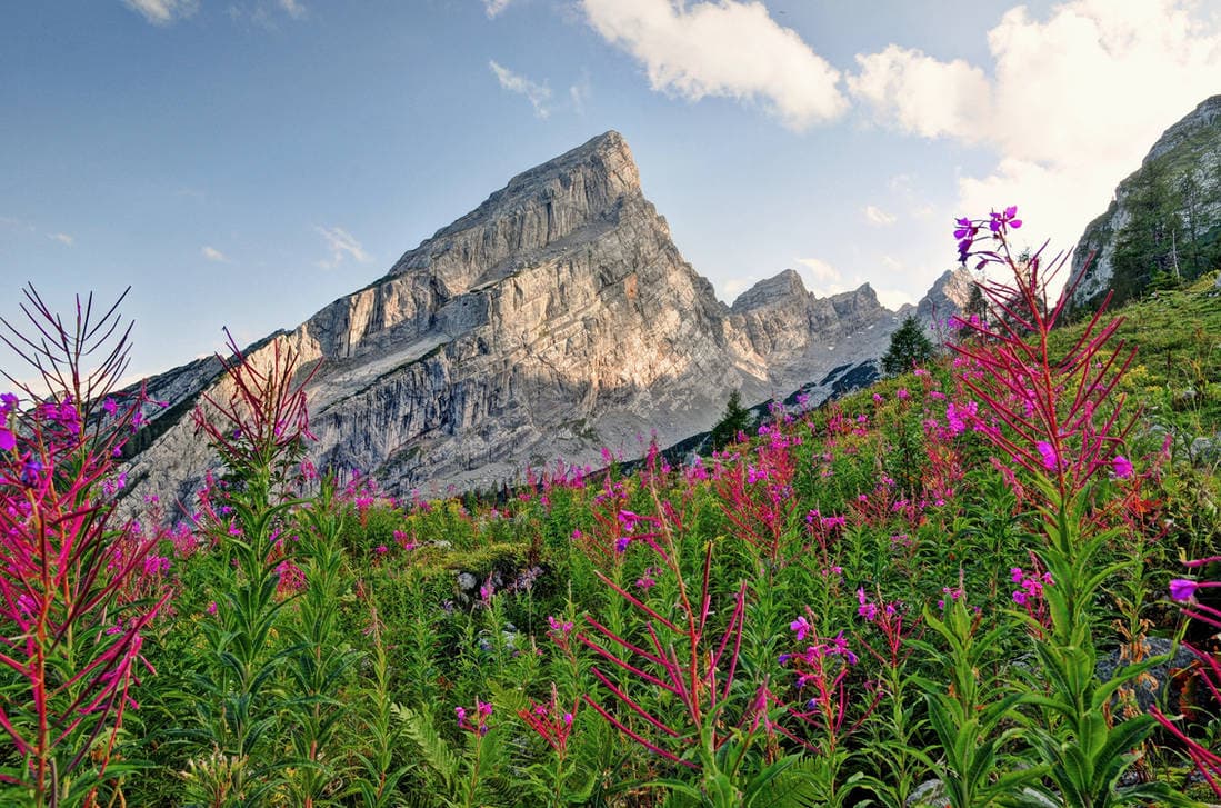 Wildflowers flowering on a steep alpine slope beneath a grey limestone mountain