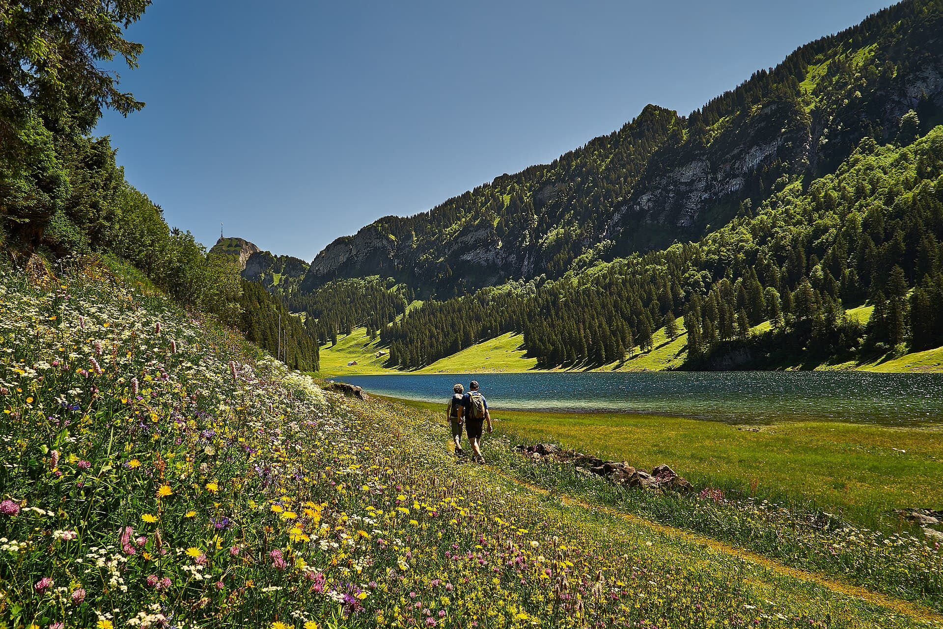 Hikers on a path between a flowering meadow and an alpine lake below forested mountains