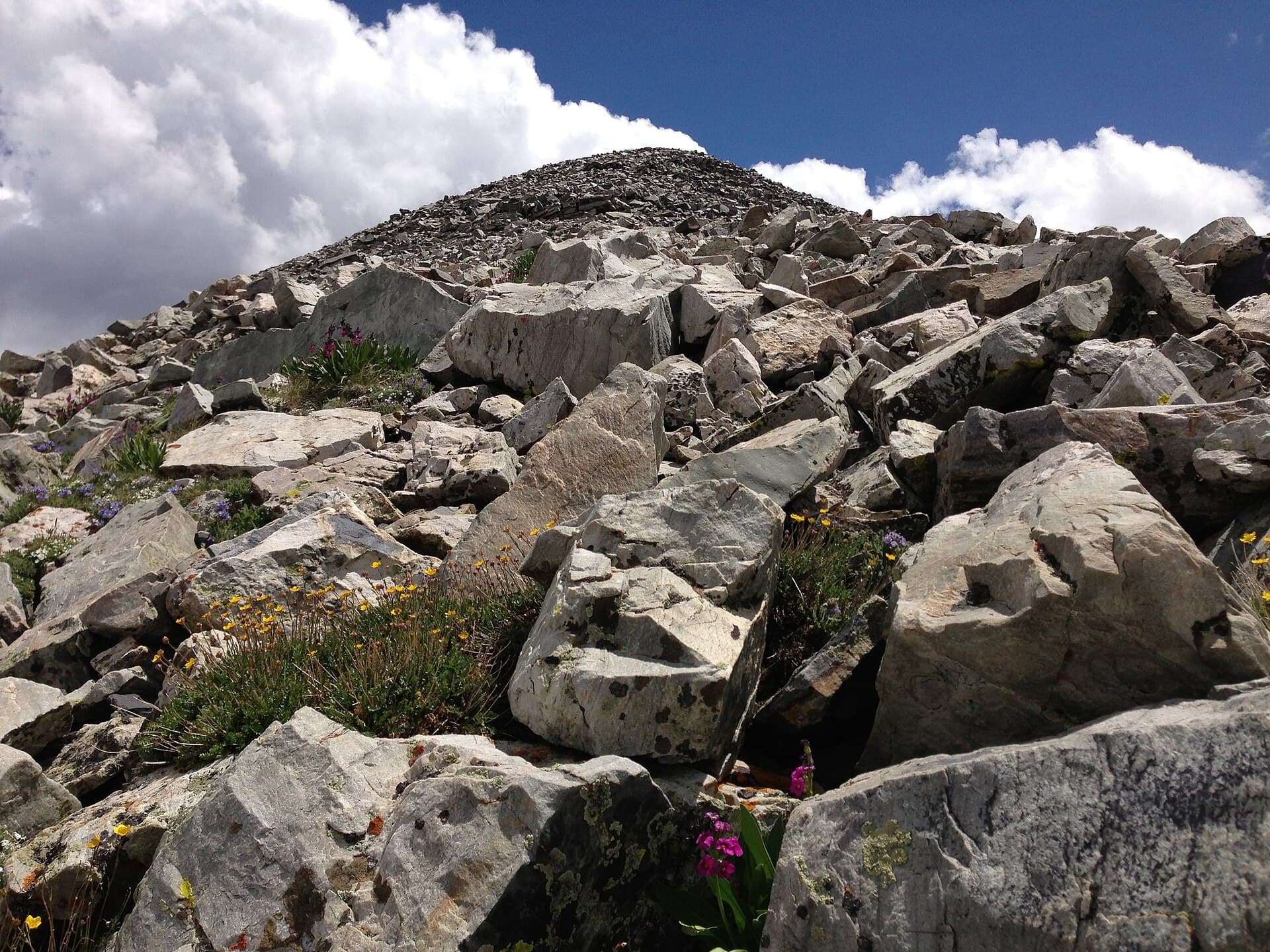 Small pink, yellow, and blue wildflowers growing among grey rock rubble near a mountain summit