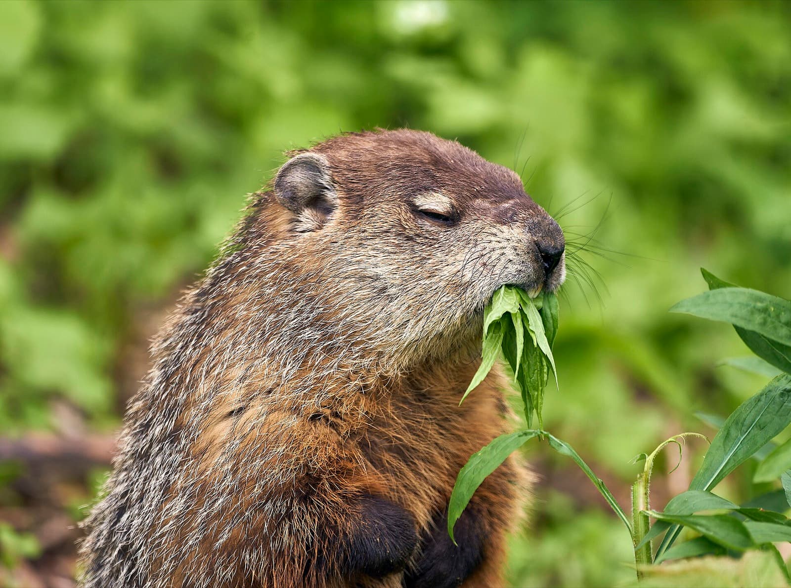 A groundhog standing upright, eating a leaf