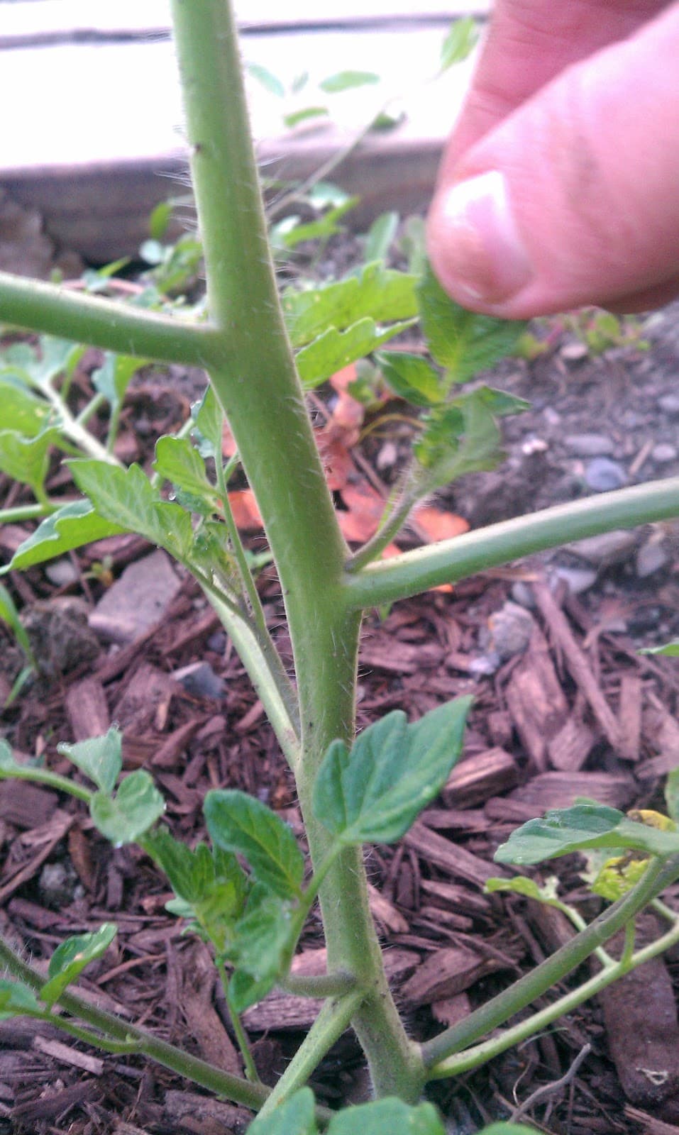 A tomato sucker shoot emerging from the 45° crotch between the main stem and a leaf branch