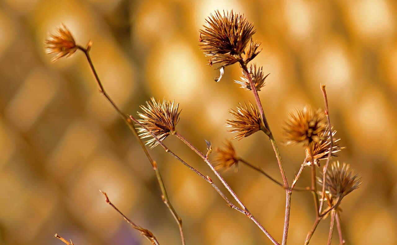 The same shrub's late-season seed heads. Photo: Martin Cooper, CC BY 2.0.