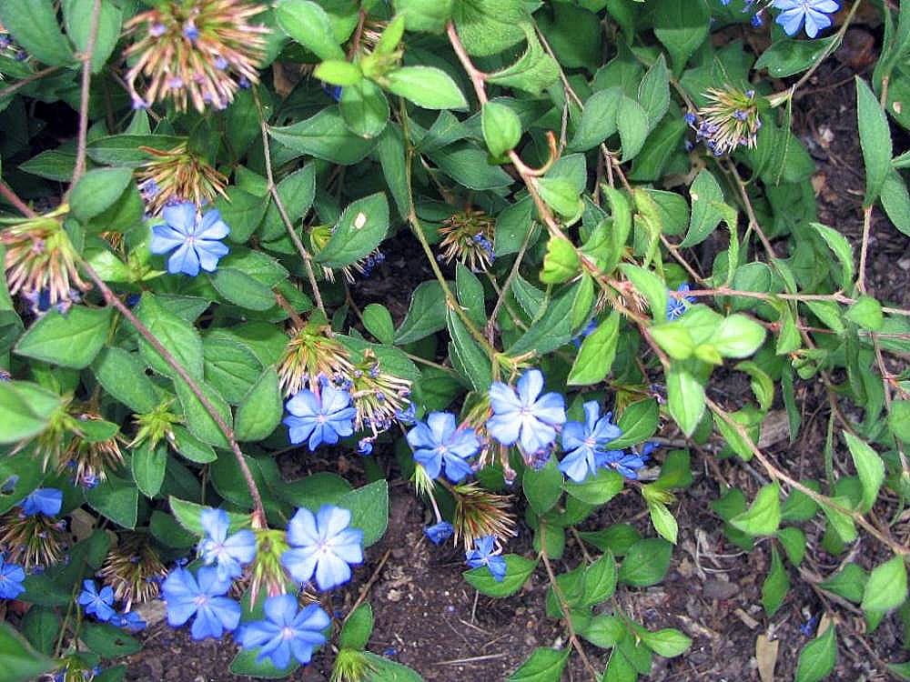 Ceratostigma willmottianum, the hardy plumbago, in its autumn flower. Photo: David J. Stang, CC BY-SA 4.0.