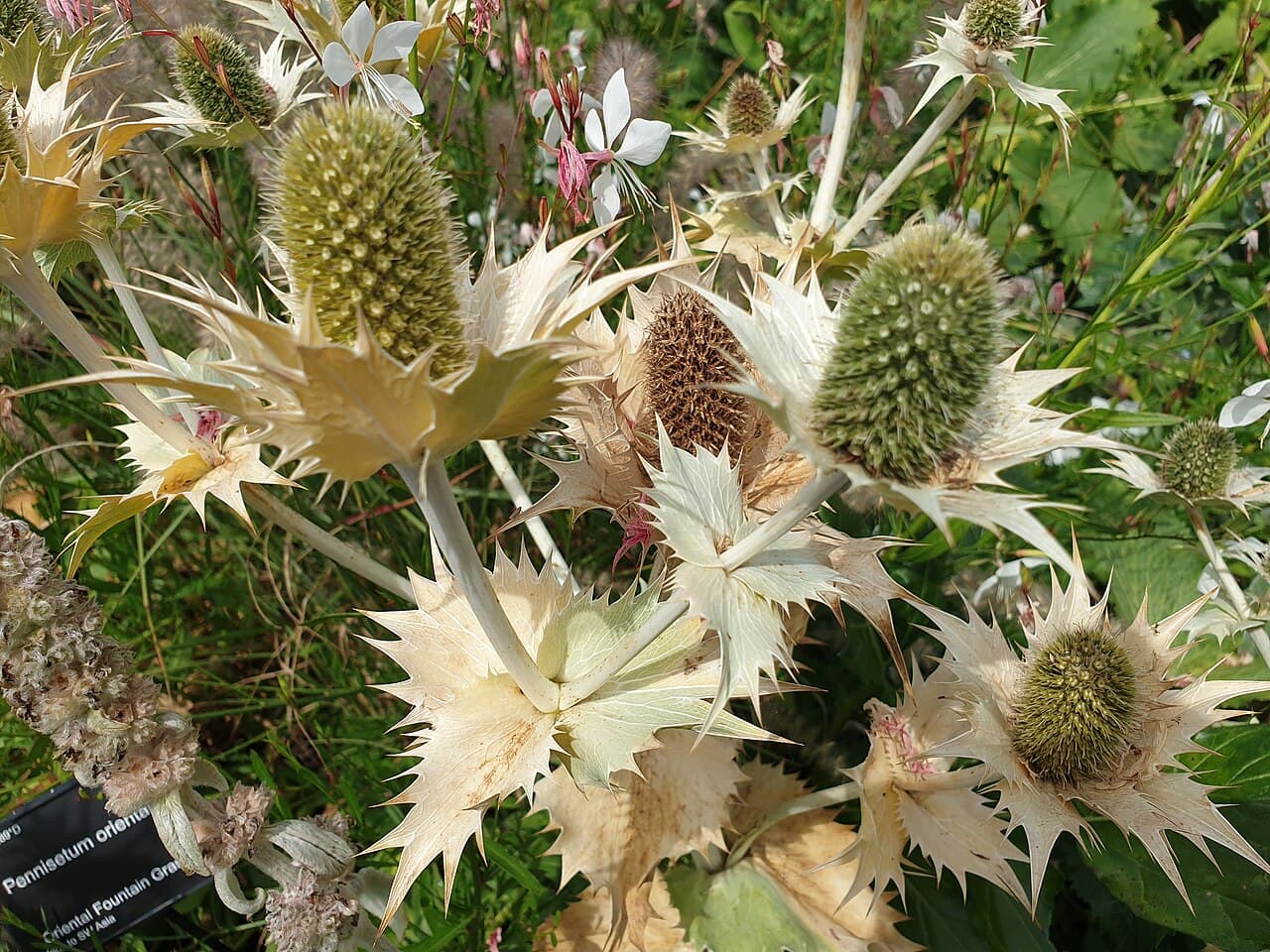 Eryngium giganteum, 'Miss Willmott's ghost' — her most famous namesake. Photo: Emőke Dénes, CC BY-SA 4.0.