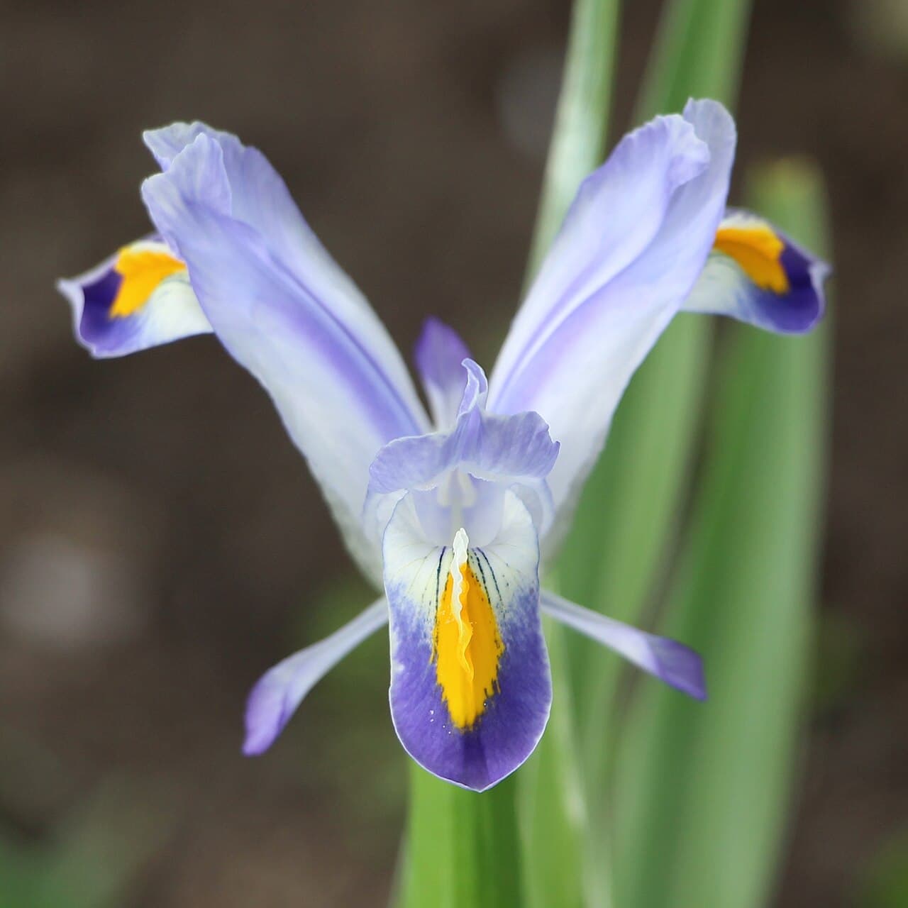 Iris warleyensis, named for Warley Place. Photo: Yuriy75, CC BY 4.0.