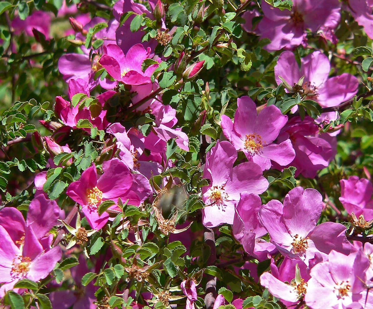 Rosa willmottiae, a wild species rose from western Sichuan. Photo: Stan Shebs, CC BY-SA 3.0.